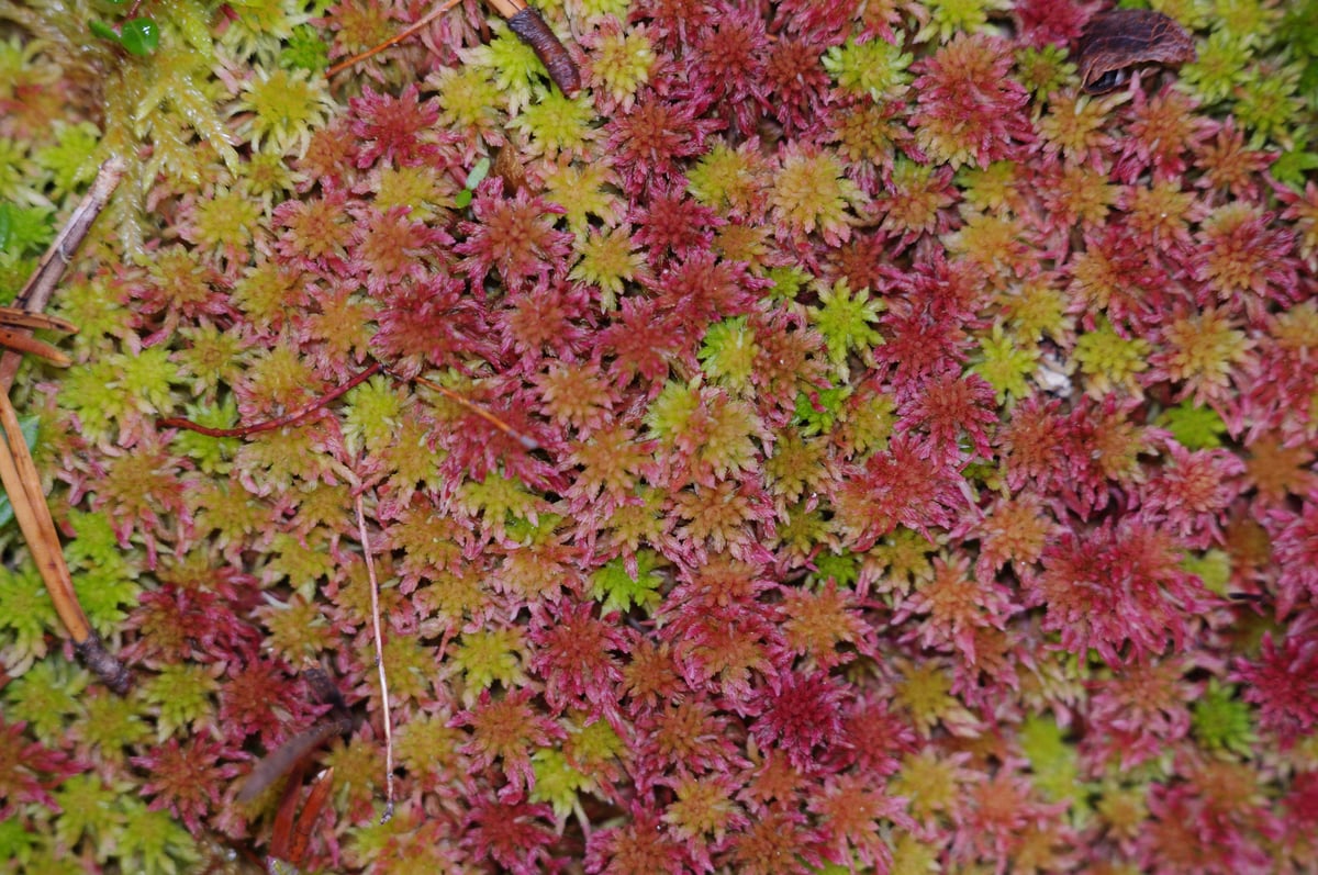 Sphagnum sp. 0602.JPG