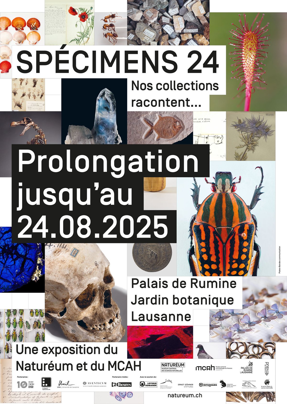 241204_specimens-light_prolongation A3.jpg